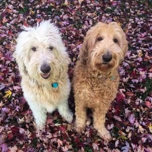 Meet your Posher, Doo